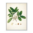 thumbnail image 1 of Designart 'Ancient Botanicals II' Farmhouse Framed Canvas Wall Art Print, 1 of 5