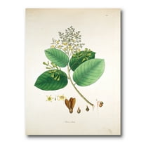 Designart ' Ancient Botanicals III ' Farmhouse Canvas Wall Art Print