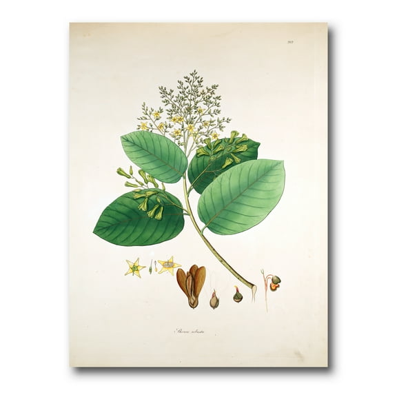 Designart ' Ancient Botanicals III ' Farmhouse Canvas Wall Art Print