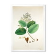 thumbnail image 1 of Designart 'Ancient Botanicals III' Farmhouse Framed Art Print, 1 of 4