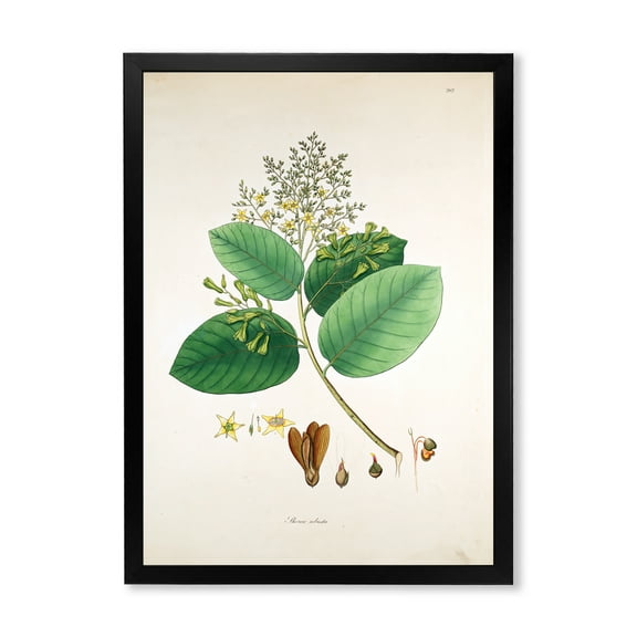 Designart 'Ancient Botanicals III' Farmhouse Framed Art Print