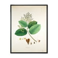 thumbnail image 1 of Designart 'Ancient Botanicals III' Farmhouse Framed Canvas Wall Art Print, 1 of 5