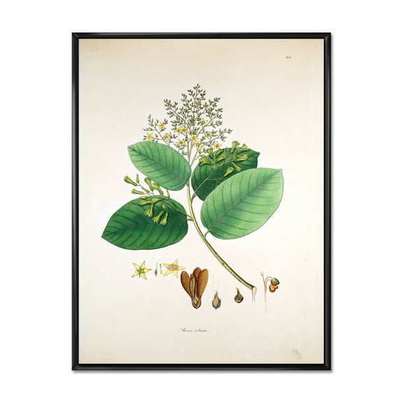 Designart 'Ancient Botanicals III' Farmhouse Framed Canvas Wall Art Print