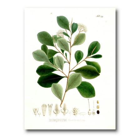 Designart ' Ancient Botanicals IV ' Traditional Canvas Wall Art Print