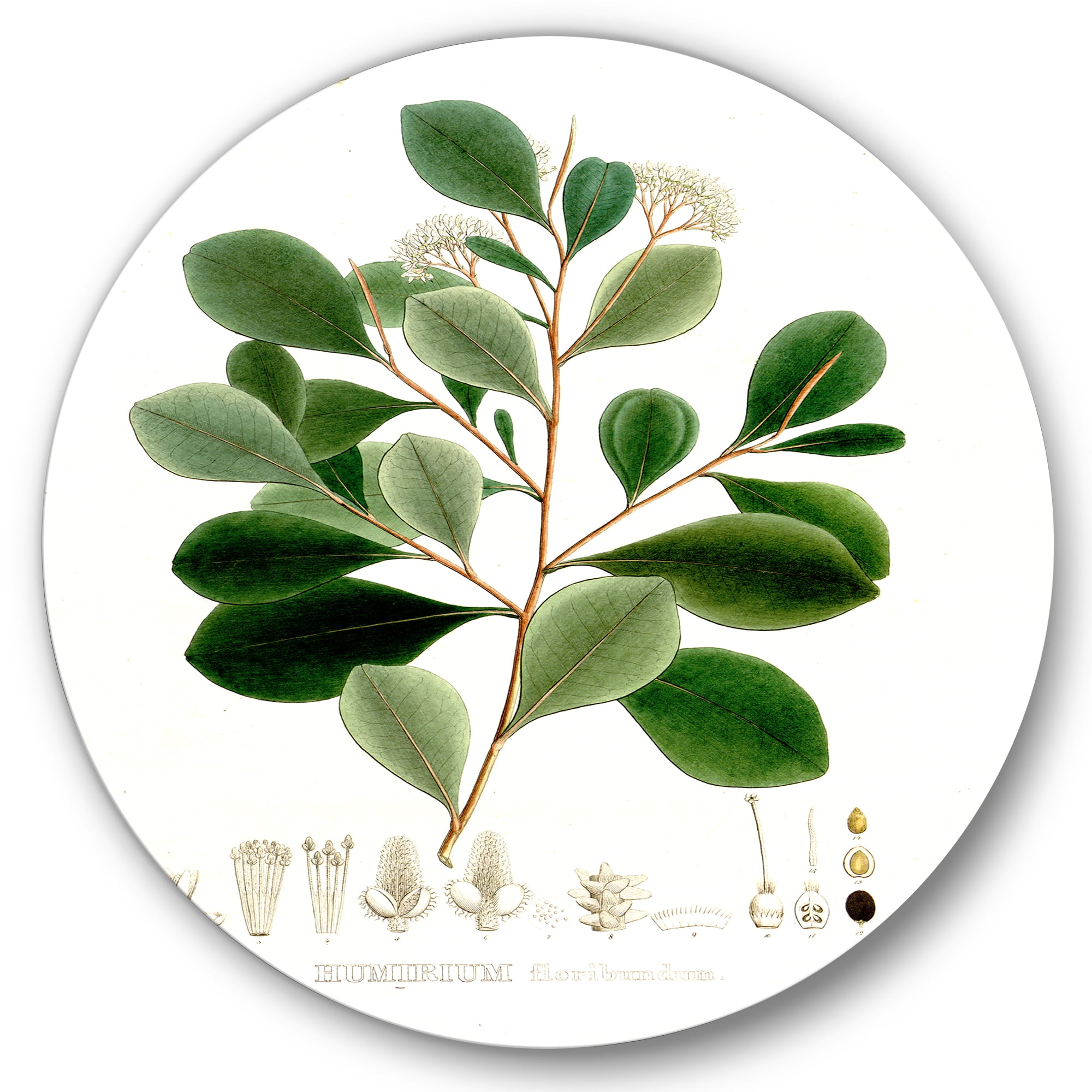 Designart 'Ancient Botanicals IV' Traditional Circle Metal Wall Art 29x29 - Disc of 29