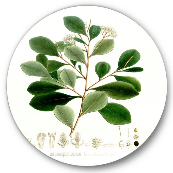 Designart 'Ancient Botanicals IV' Traditional Circle Metal Wall Art 36x36 - Disc of 36