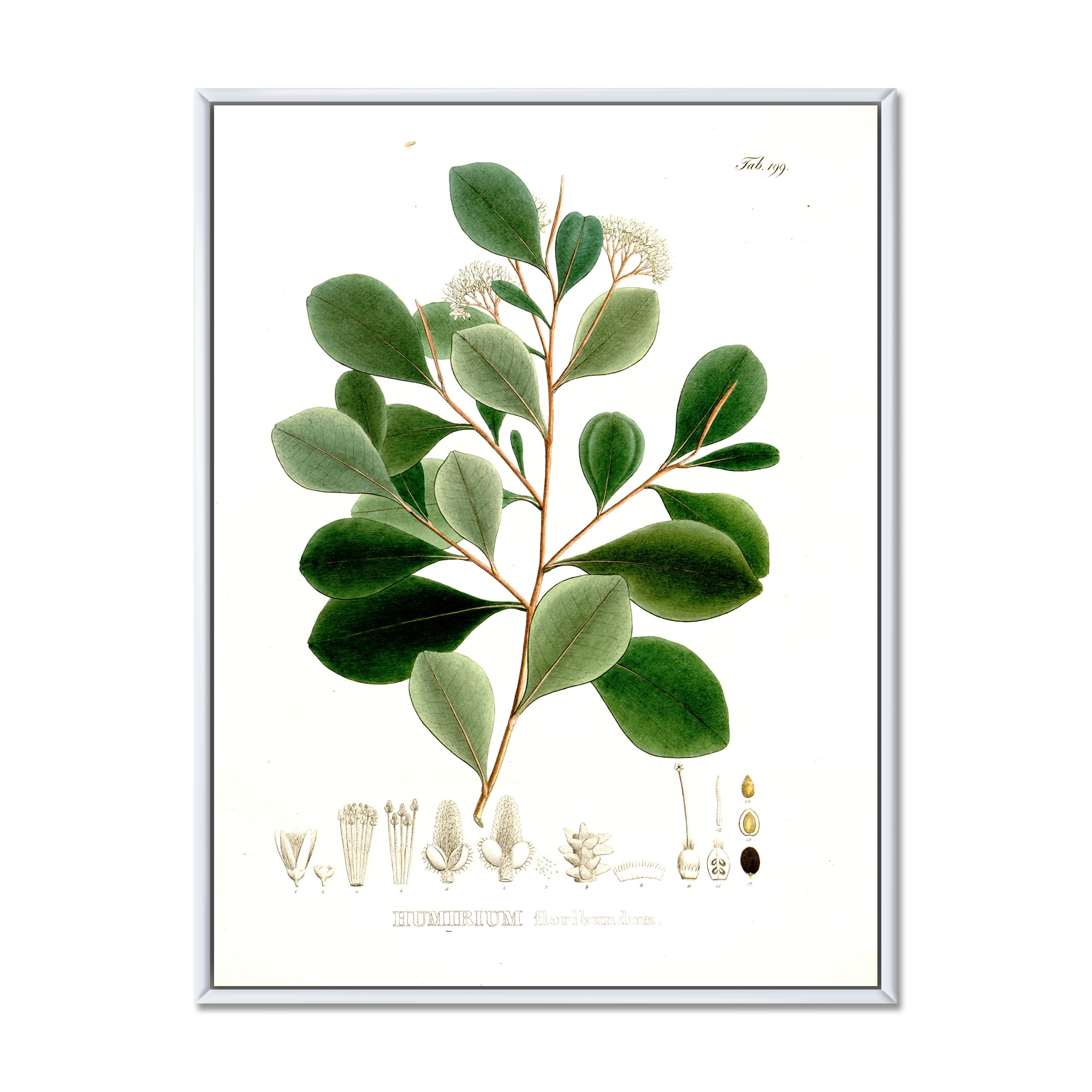 Designart 'Ancient Botanicals IV' Traditional Framed Canvas Wall Art Print