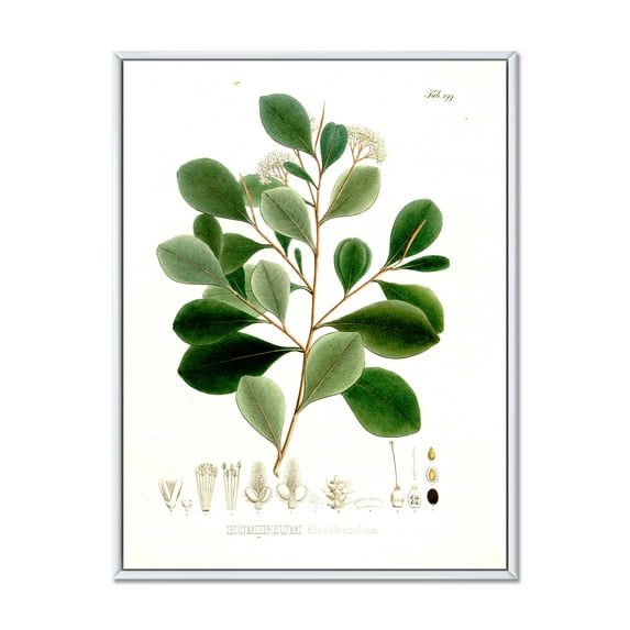 Designart 'Ancient Botanicals IV' Traditional Framed Canvas Wall Art Print