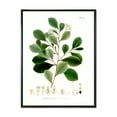 thumbnail image 1 of Designart 'Ancient Botanicals IV' Traditional Framed Canvas Wall Art Print, 1 of 5