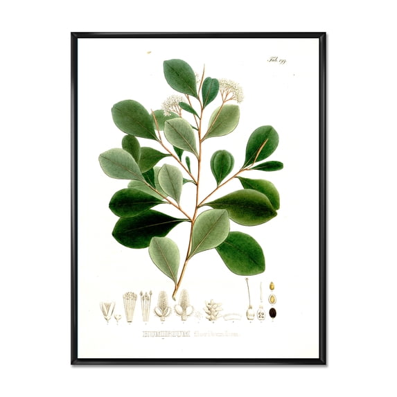 Designart 'Ancient Botanicals IV' Traditional Framed Canvas Wall Art Print