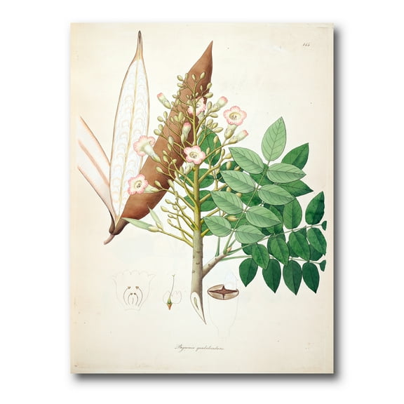 Designart ' Ancient Botanicals IX ' Farmhouse Canvas Wall Art Print