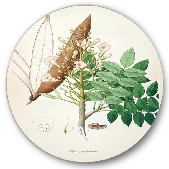 Designart 'Ancient Botanicals IX' Farmhouse Circle Metal Wall Art 36x36 - Disc of 36