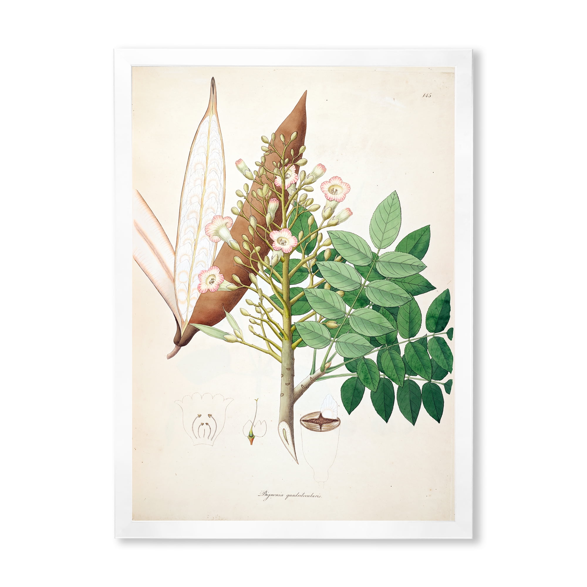 Designart 'Ancient Botanicals IX' Farmhouse Framed Art Print
