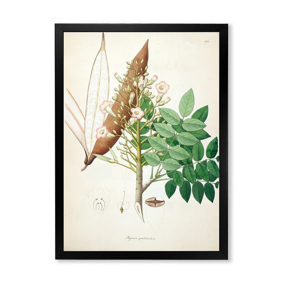Designart 'Ancient Botanicals IX' Farmhouse Framed Art Print