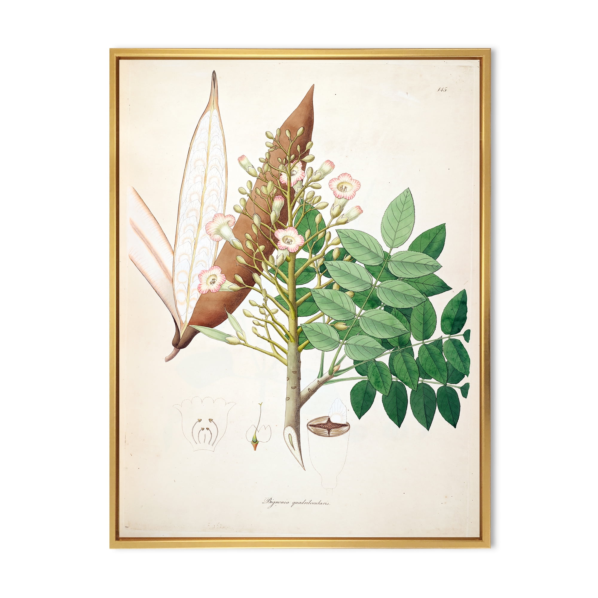 Designart 'Ancient Botanicals IX' Farmhouse Framed Canvas Wall Art Print