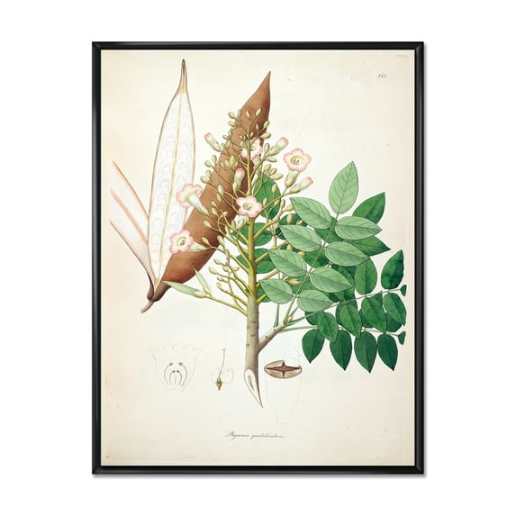 Designart 'Ancient Botanicals IX' Farmhouse Framed Canvas Wall Art Print