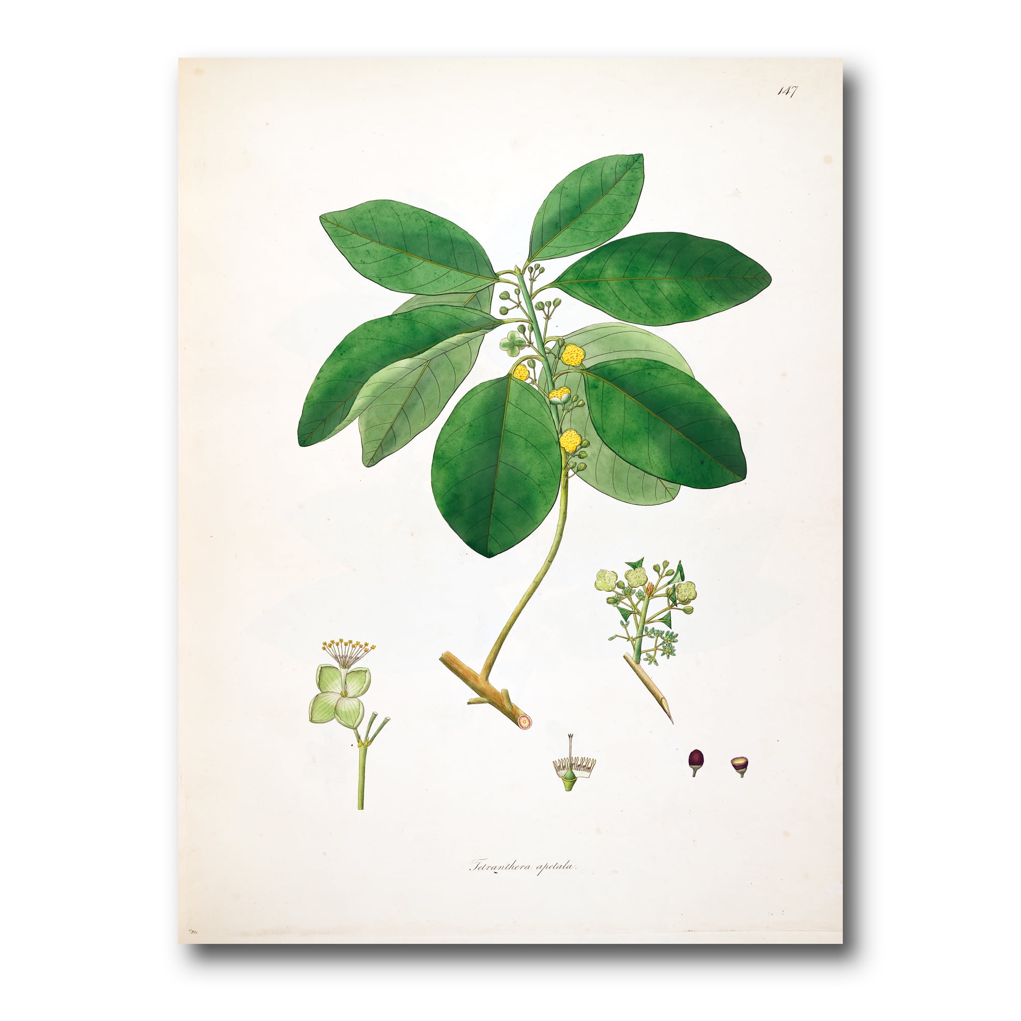 Designart ' Ancient Botanicals V ' Farmhouse Canvas Wall Art Print