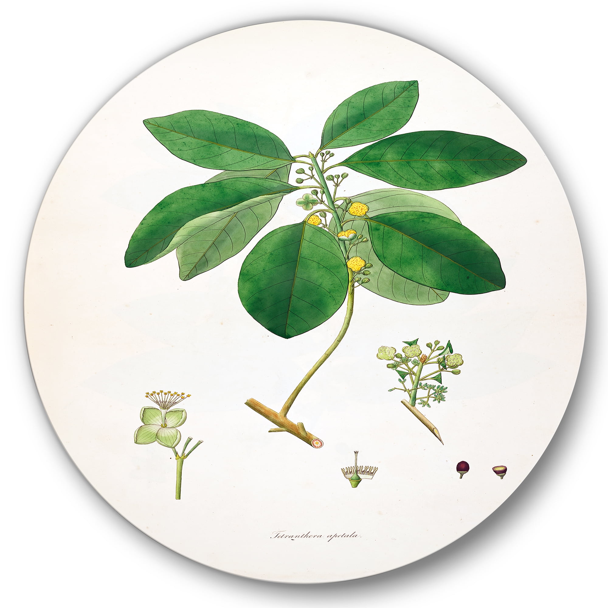 Designart 'Ancient Botanicals V' Farmhouse Circle Metal Wall Art 36x36 - Disc of 36