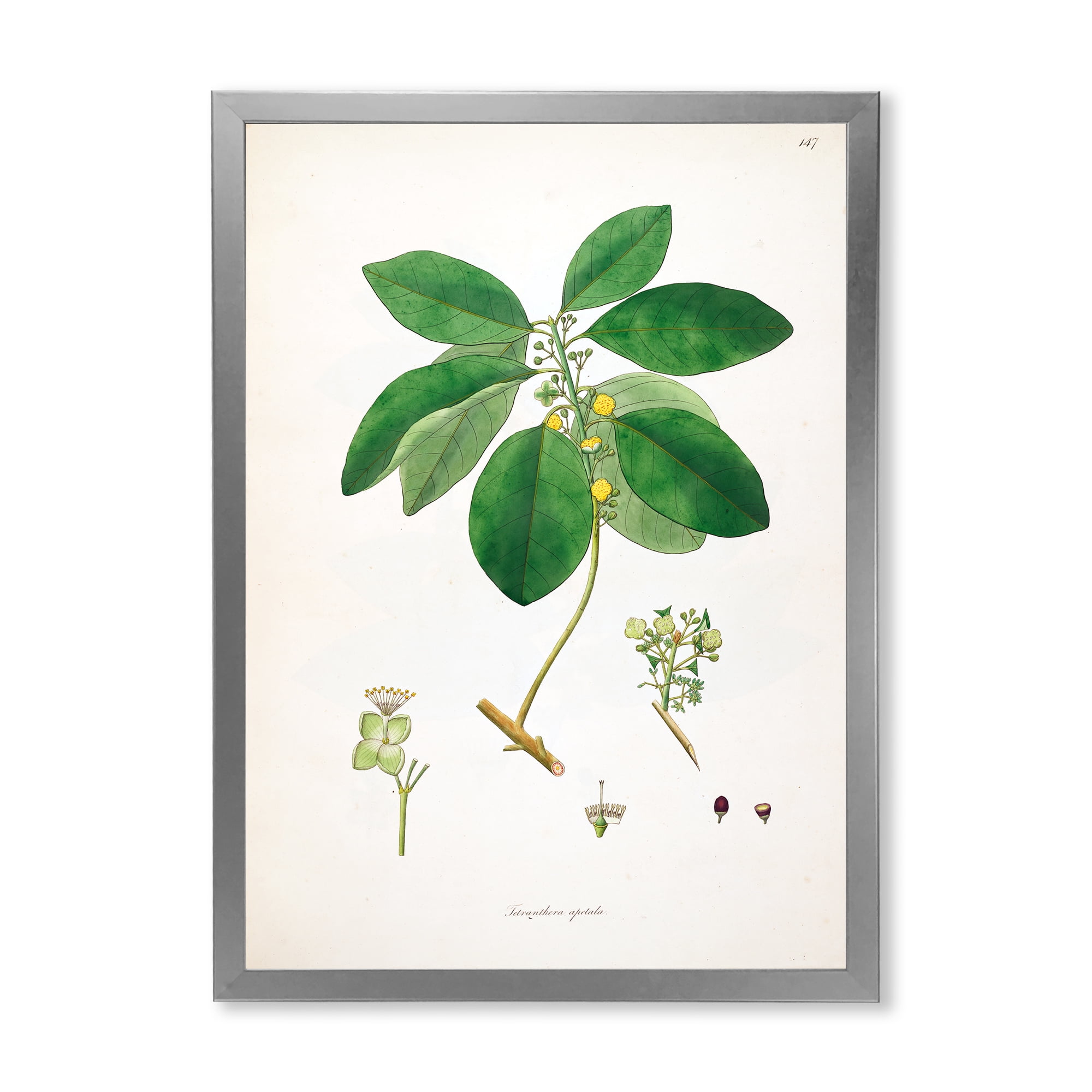 Designart 'Ancient Botanicals V' Farmhouse Framed Art Print