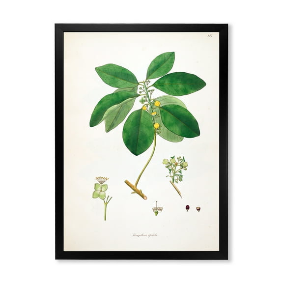Designart 'Ancient Botanicals V' Farmhouse Framed Art Print
