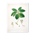 thumbnail image 1 of Designart 'Ancient Botanicals V' Farmhouse Framed Art Print, 1 of 4