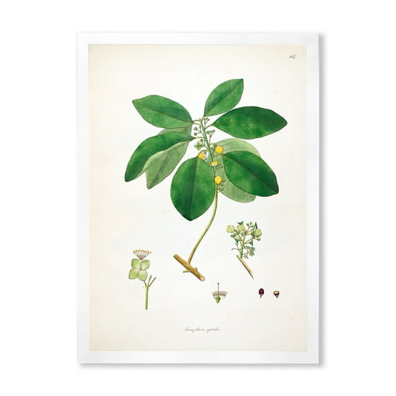 Designart 'Ancient Botanicals V' Farmhouse Framed Art Print