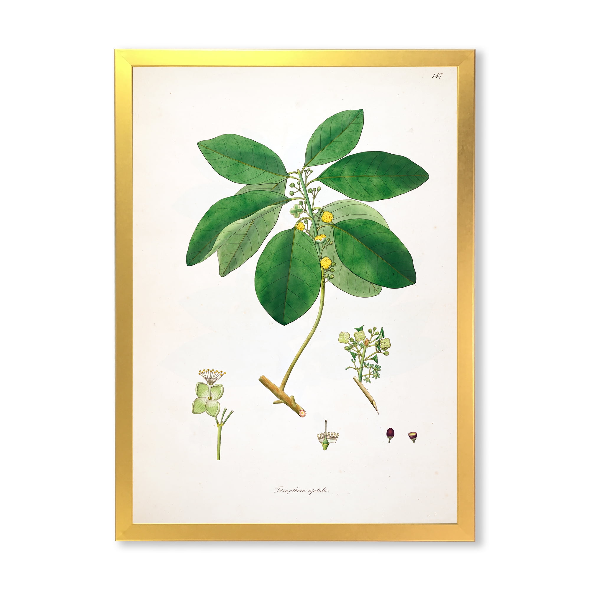 Designart 'Ancient Botanicals V' Farmhouse Framed Art Print