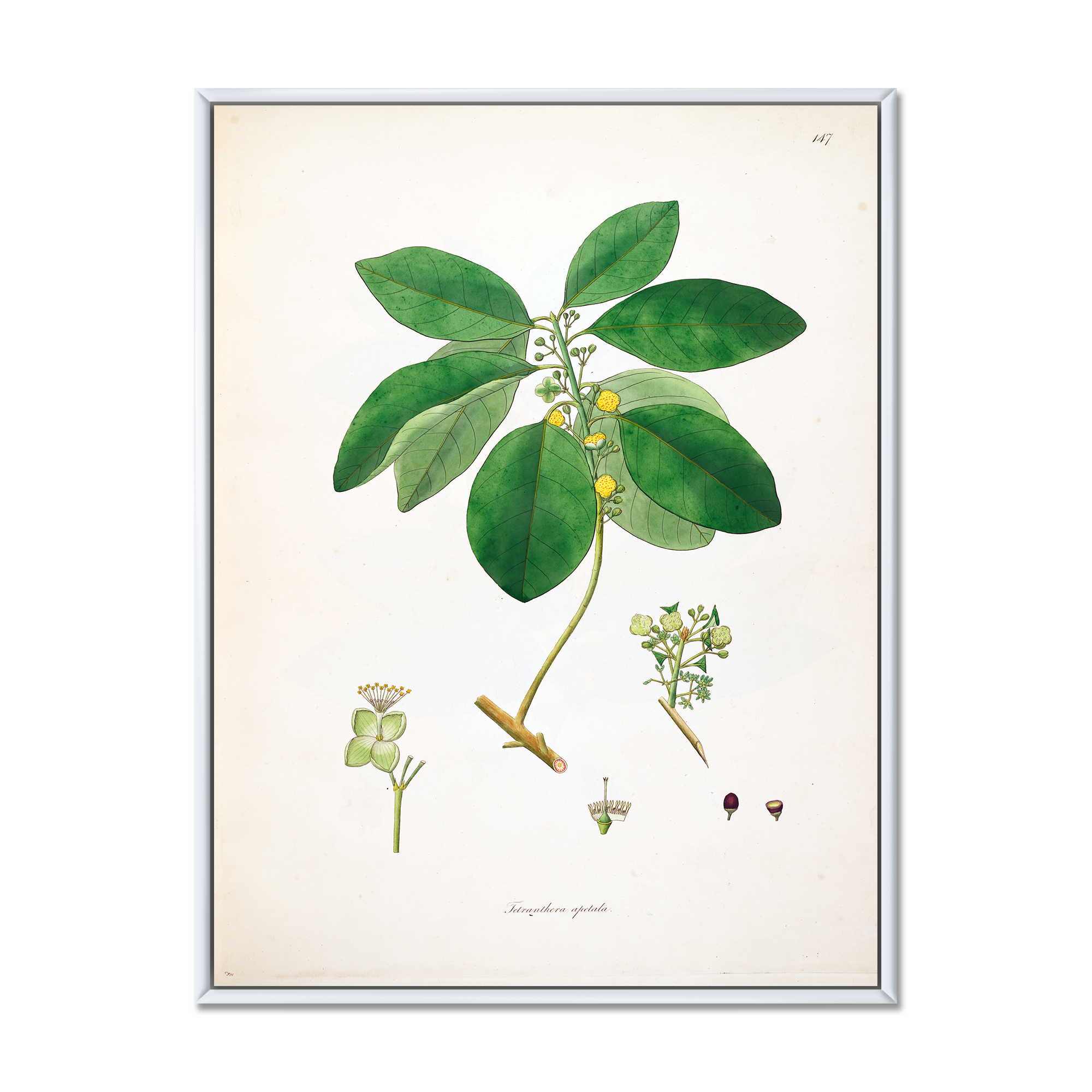 Designart 'Ancient Botanicals V' Farmhouse Framed Canvas Wall Art Print