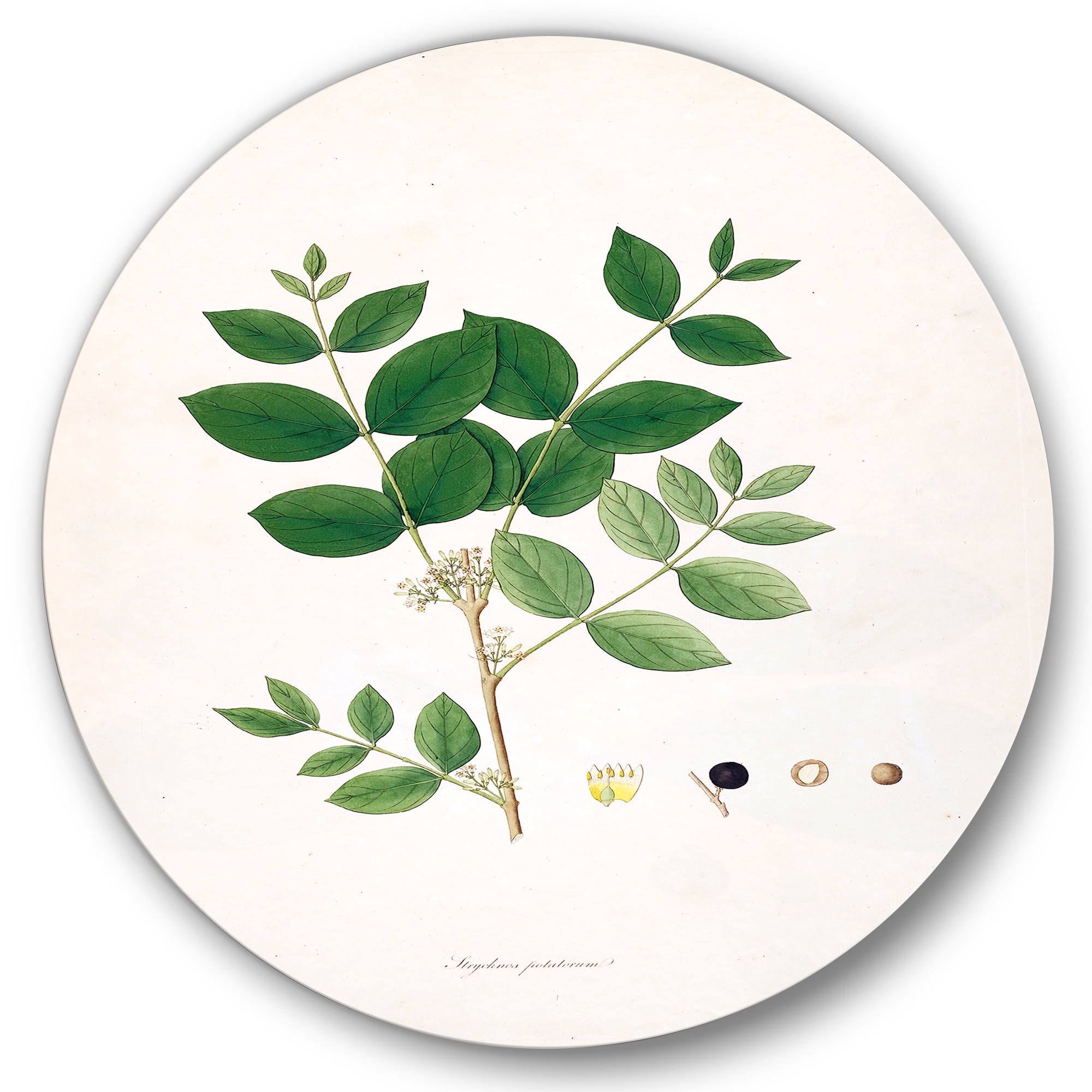 Designart 'Ancient Botanicals VI' Farmhouse Circle Metal Wall Art 36x36 - Disc of 36