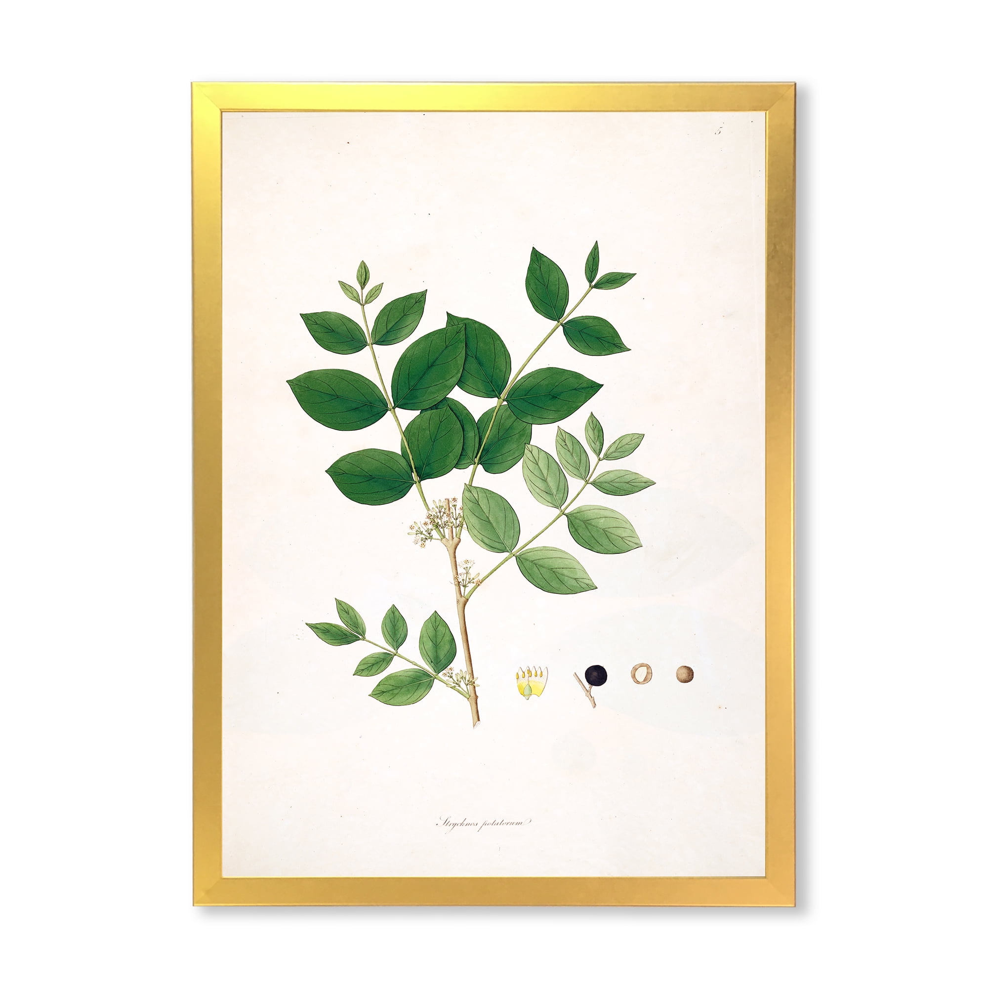 Designart 'Ancient Botanicals VI' Farmhouse Framed Art Print