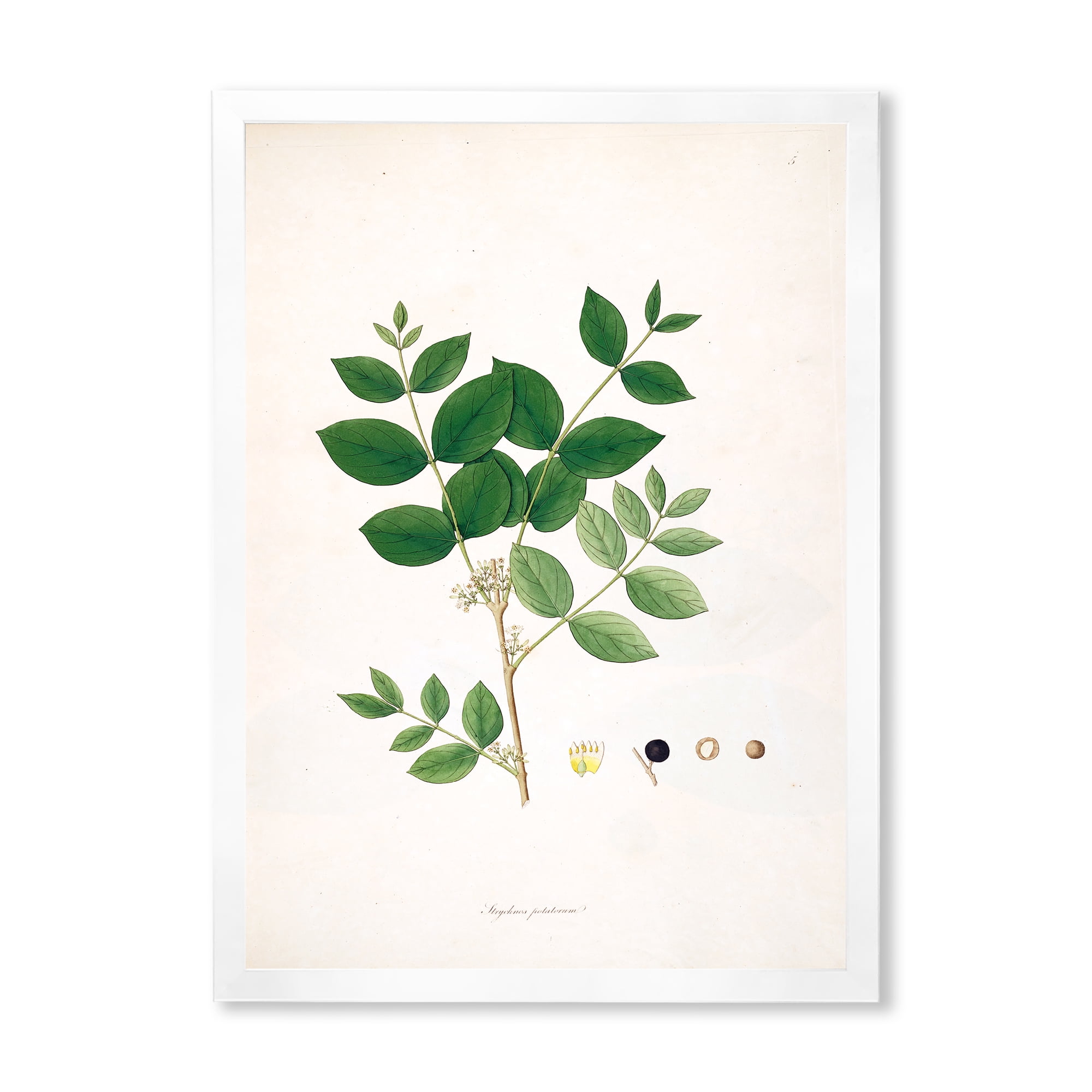 Designart 'Ancient Botanicals VI' Farmhouse Framed Art Print