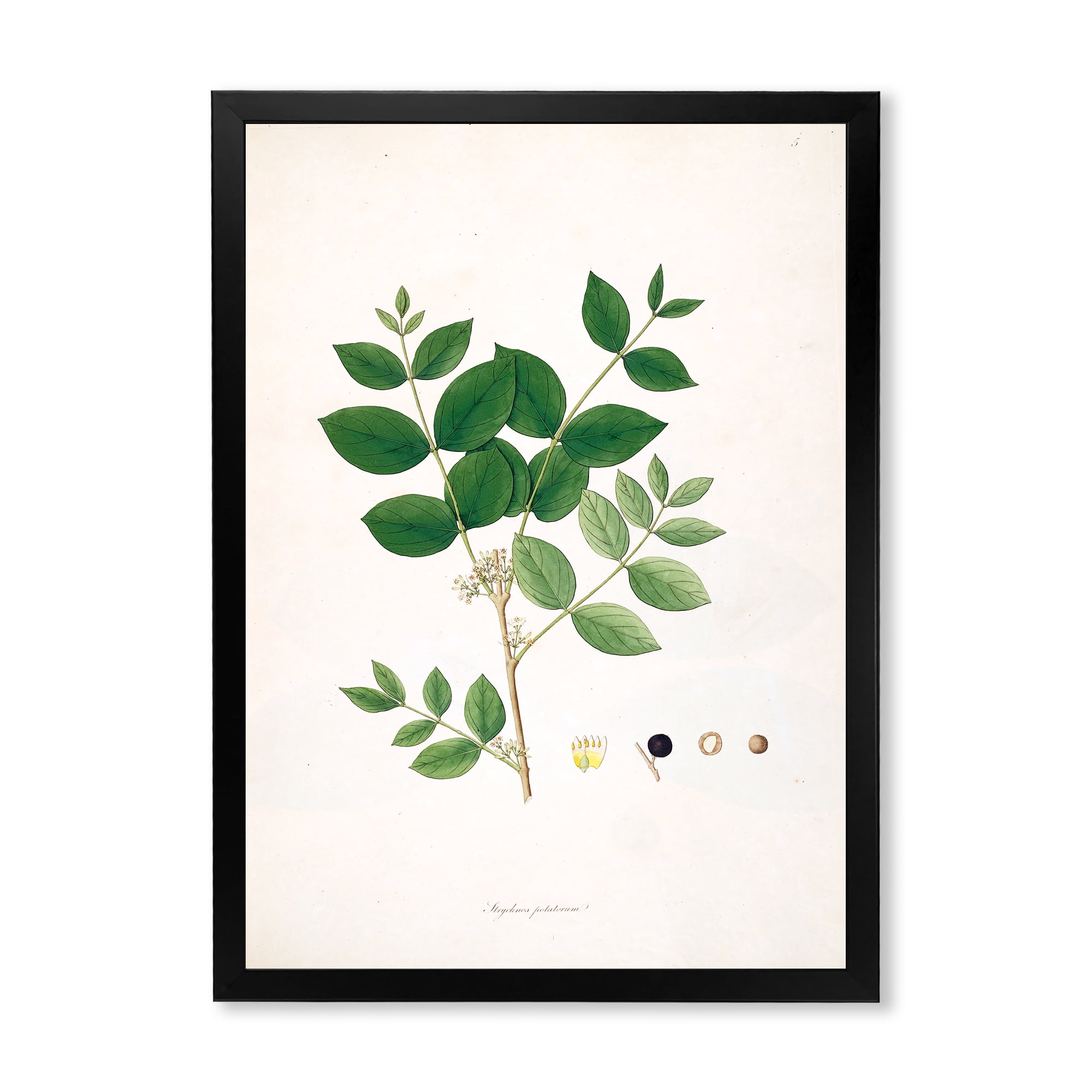 Designart 'Ancient Botanicals VI' Farmhouse Framed Art Print