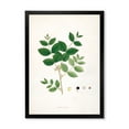 thumbnail image 1 of Designart 'Ancient Botanicals VI' Farmhouse Framed Art Print, 1 of 4