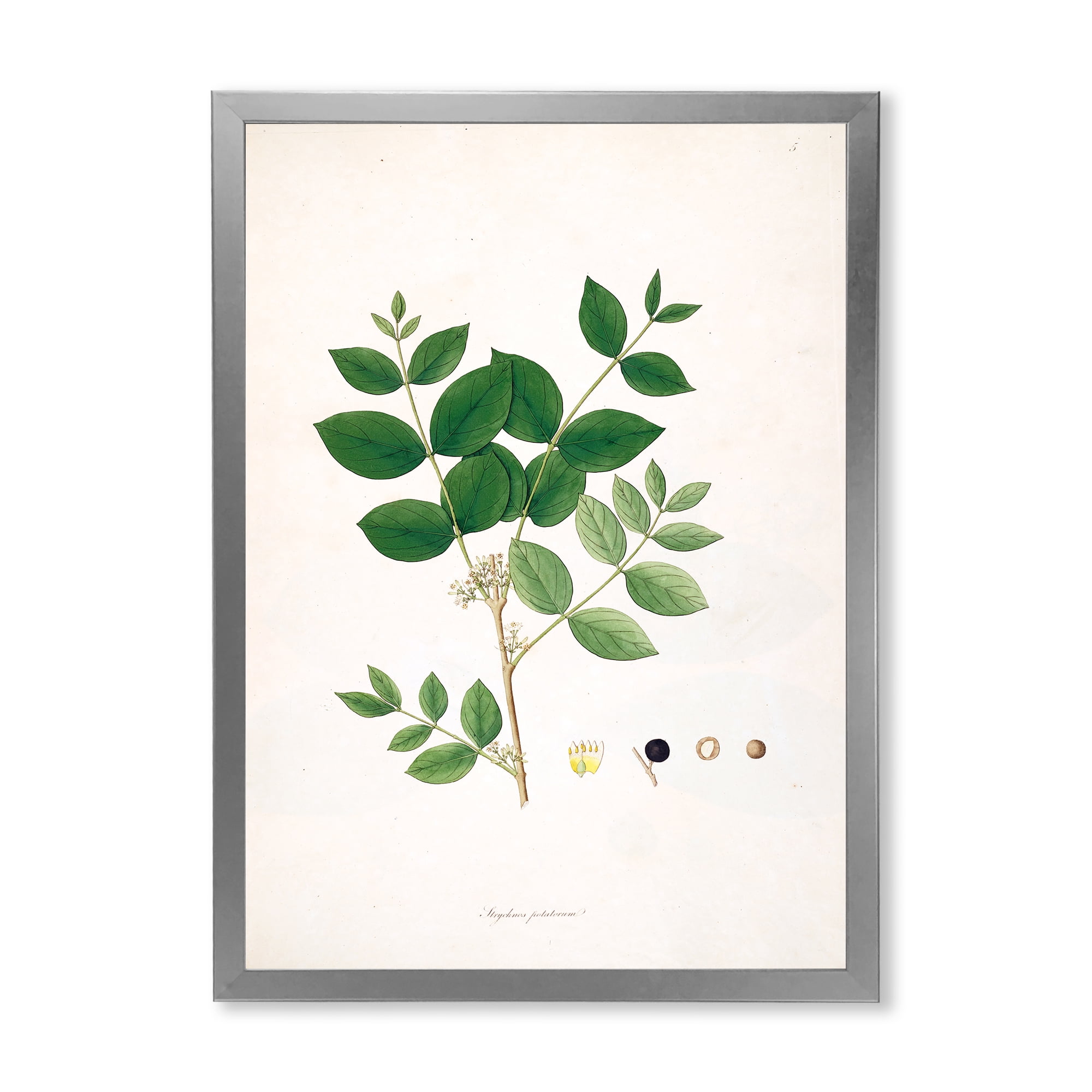 Designart 'Ancient Botanicals VI' Farmhouse Framed Art Print
