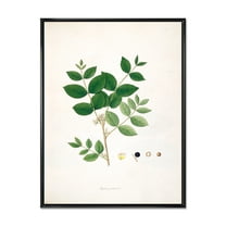 Designart 'Ancient Botanicals VI' Farmhouse Framed Canvas Wall Art Print