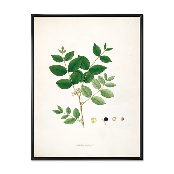 Designart 'Ancient Botanicals VI' Farmhouse Framed Canvas Wall Art Print