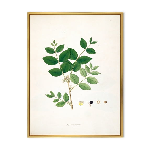 Designart 'Ancient Botanicals VI' Farmhouse Framed Canvas Wall Art Print