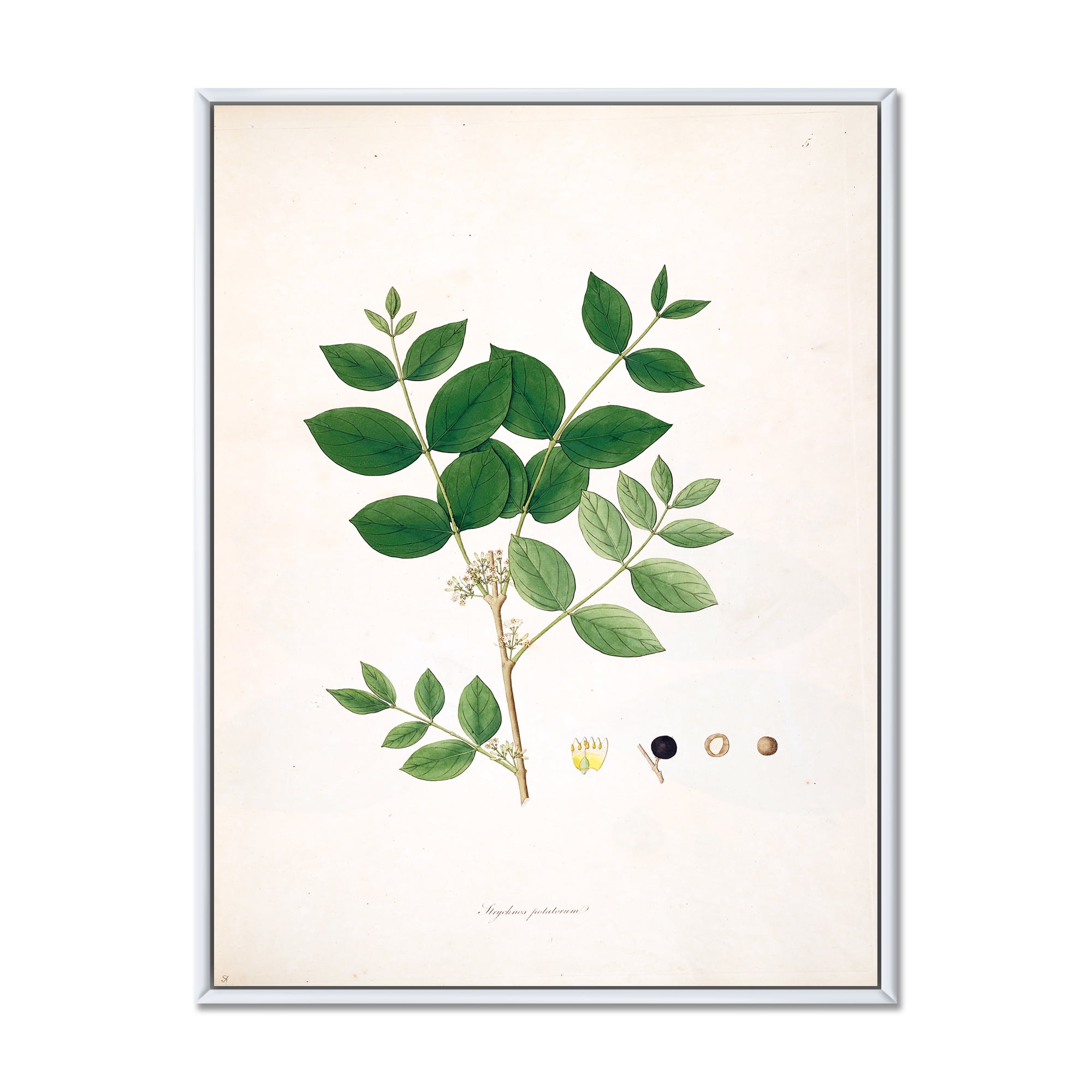 Designart 'Ancient Botanicals VI' Farmhouse Framed Canvas Wall Art Print