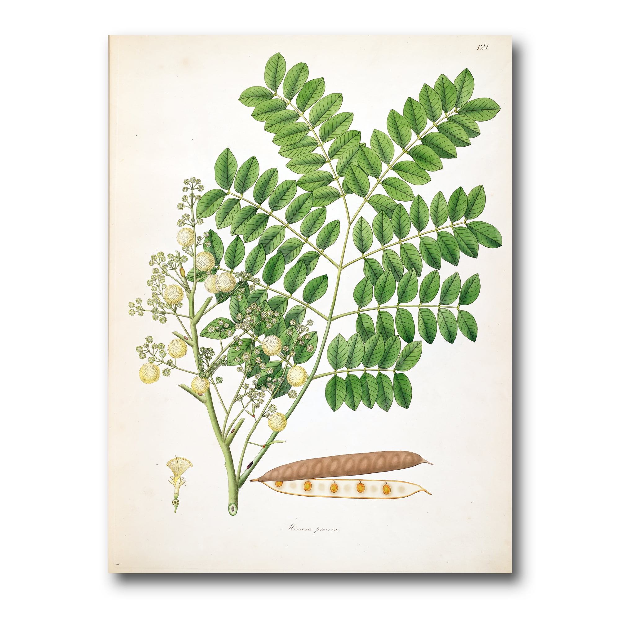 Designart ' Ancient Botanicals VII ' Farmhouse Canvas Wall Art Print