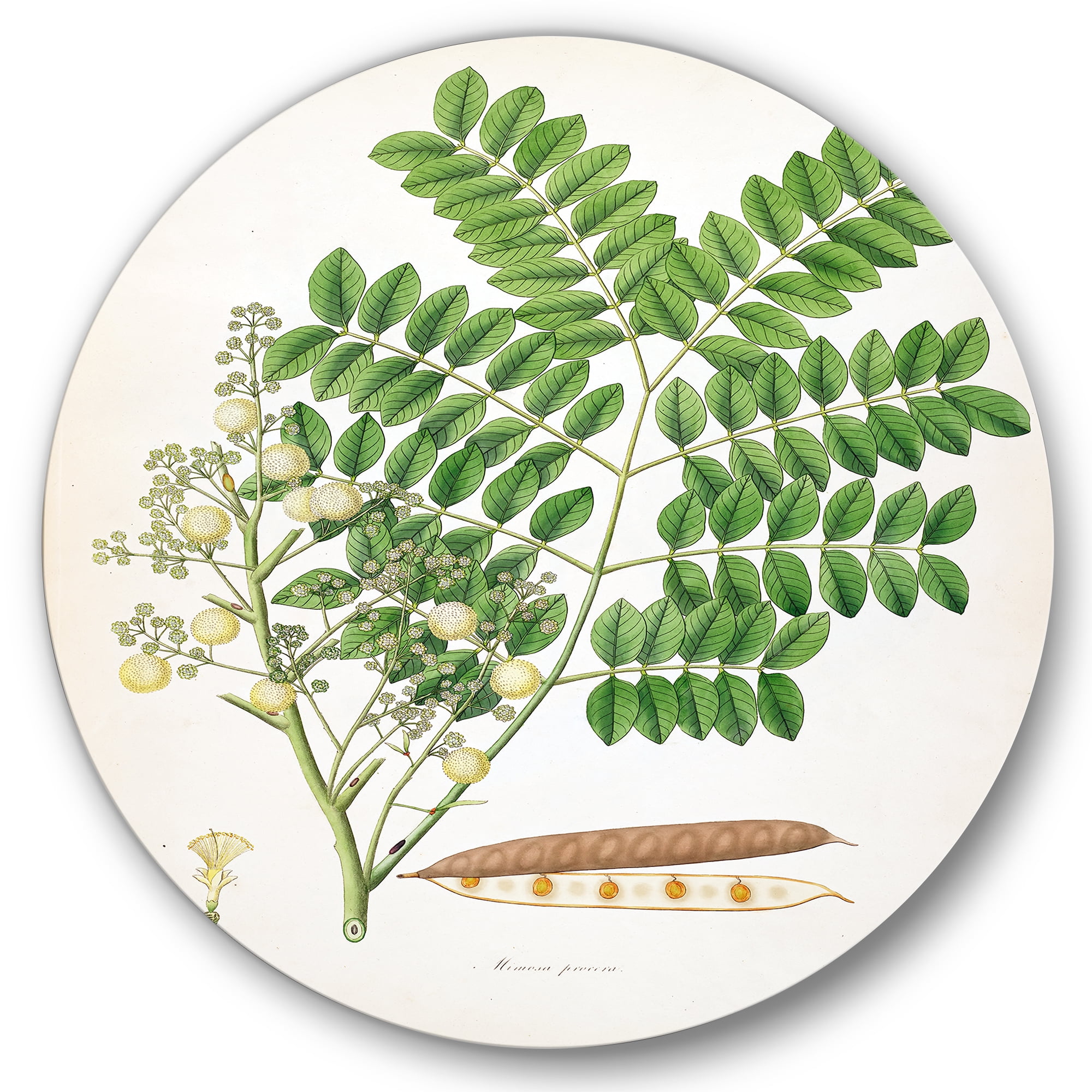 Designart 'Ancient Botanicals VII' Farmhouse Circle Metal Wall Art 29x29 - Disc of 29