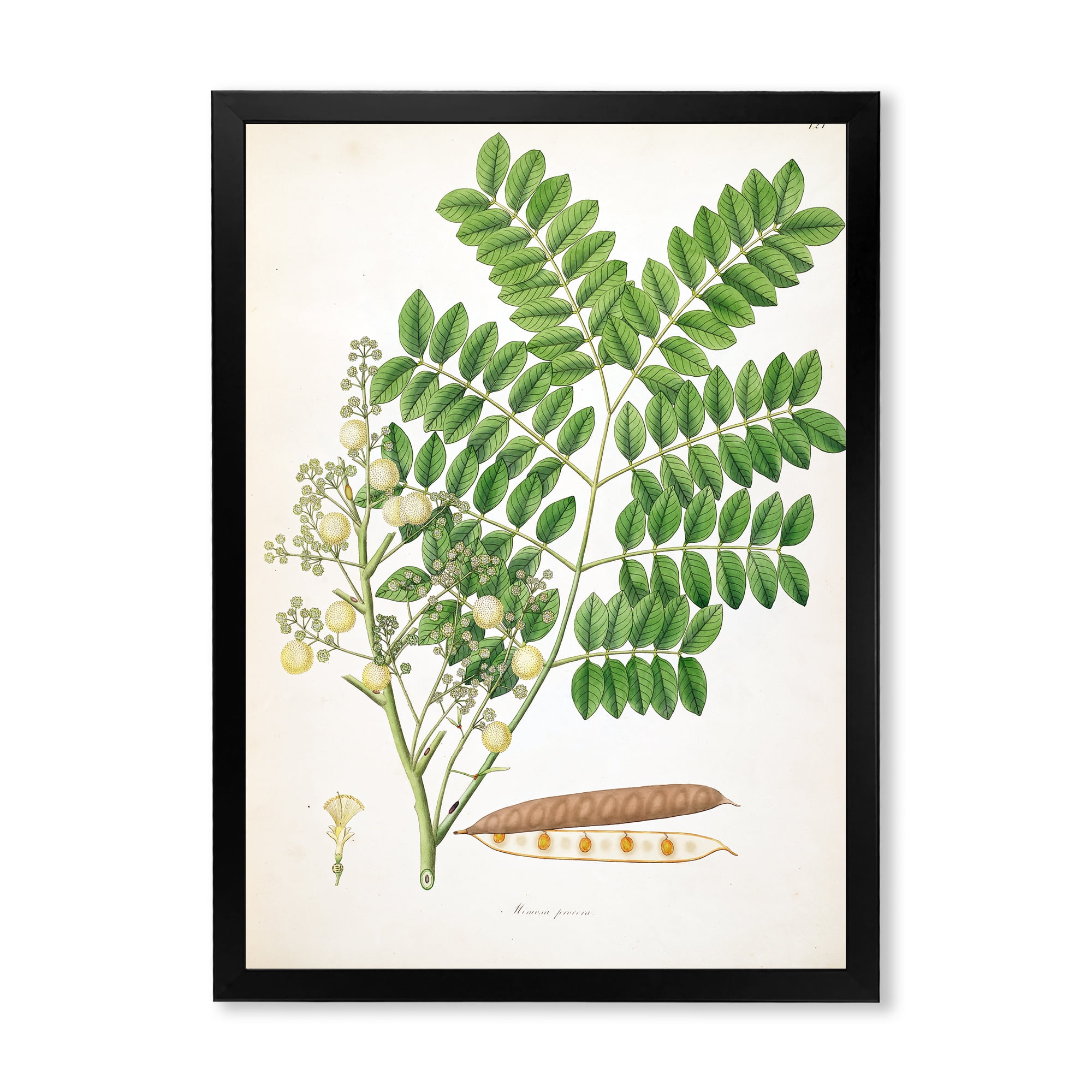 Designart 'Ancient Botanicals VII' Farmhouse Framed Art Print