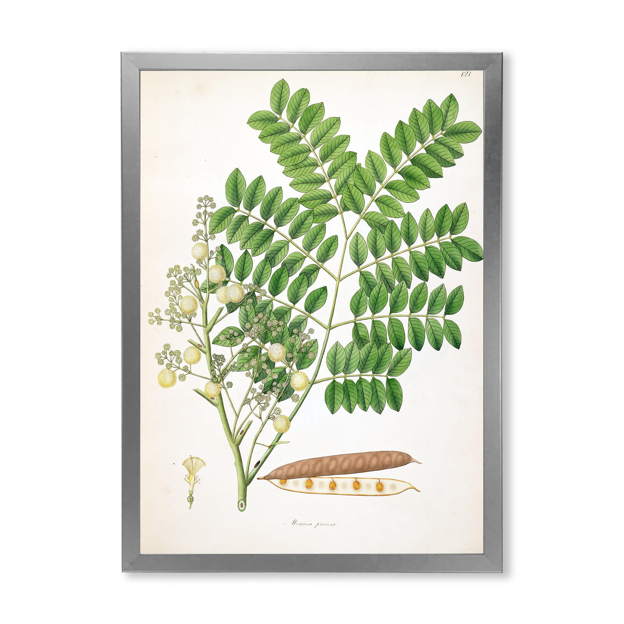 Designart 'Ancient Botanicals VII' Farmhouse Framed Art Print