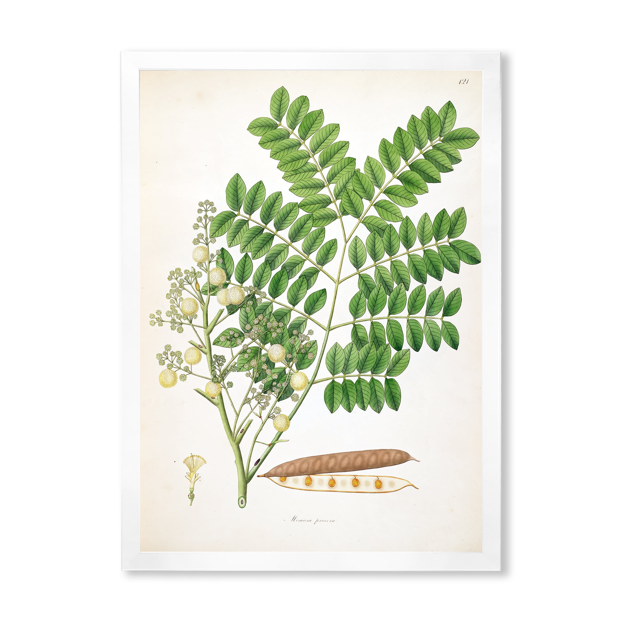 Designart 'Ancient Botanicals VII' Farmhouse Framed Art Print