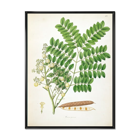 Designart 'Ancient Botanicals VII' Farmhouse Framed Canvas Wall Art Print