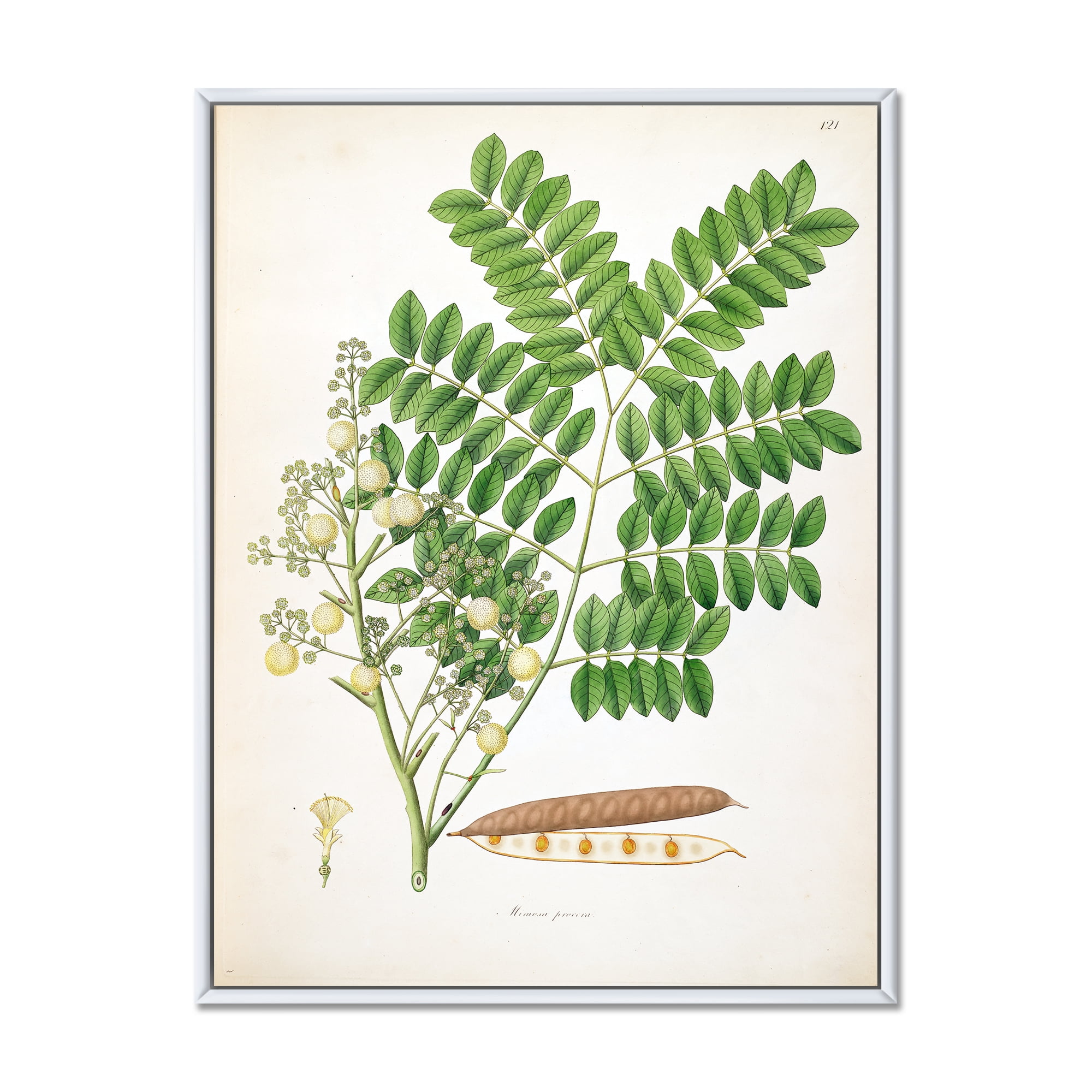 Designart 'Ancient Botanicals VII' Farmhouse Framed Canvas Wall Art Print