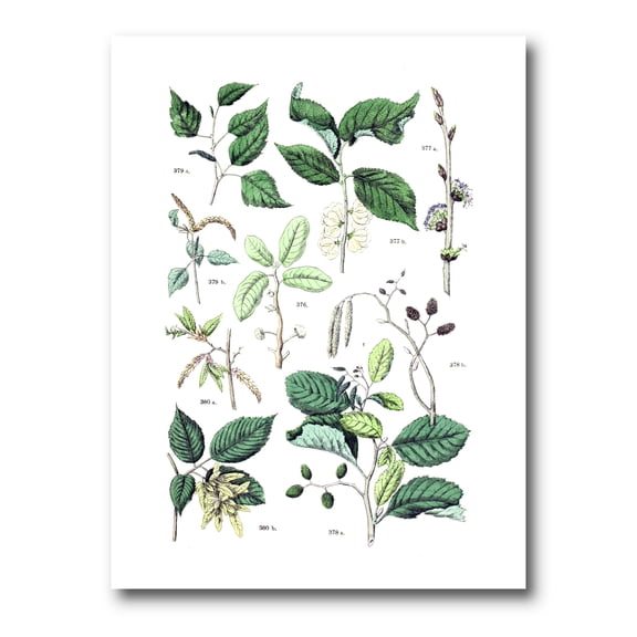 Designart ' Ancient Botanicals VIII ' Traditional Canvas Wall Art Print