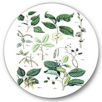Designart 'Ancient Botanicals VIII' Traditional Circle Metal Wall Art 36x36 - Disc of 36
