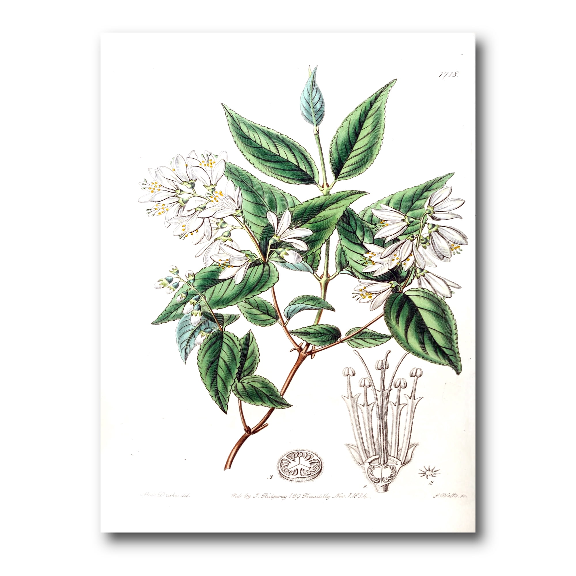 Designart ' Ancient Botanicals X ' Traditional Canvas Wall Art Print