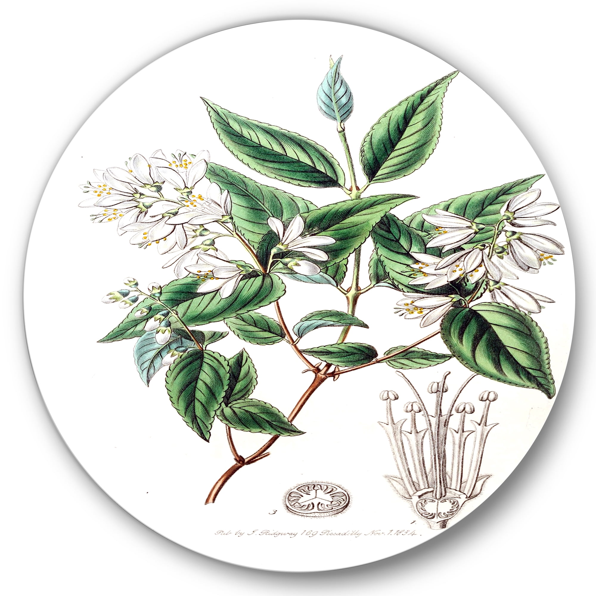 Designart 'Ancient Botanicals X' Traditional Circle Metal Wall Art 36x36 - Disc of 36
