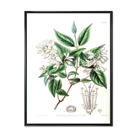 Designart 'Ancient Botanicals X' Traditional Framed Canvas Wall Art Print